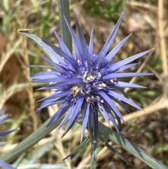 Eryngium ovinum at National Arboretum Woodland - 21 Nov 2023 01:29 PM