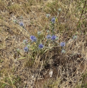 Eryngium ovinum at National Arboretum Woodland - 21 Nov 2023