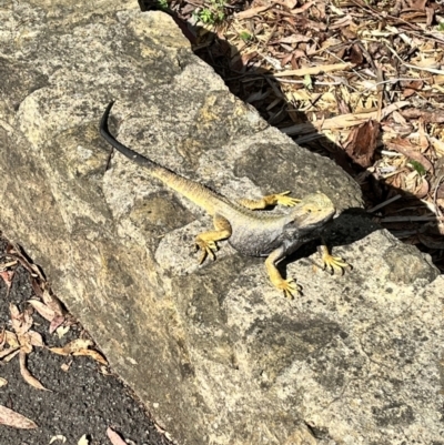 Pogona barbata (Eastern Bearded Dragon) at ANBG - 21 Nov 2023 by courtneyb