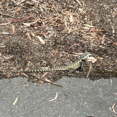 Intellagama lesueurii howittii (Gippsland Water Dragon) at ANBG - 21 Nov 2023 by courtneyb