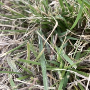 Nassella neesiana at Mount Majura - 20 Nov 2023