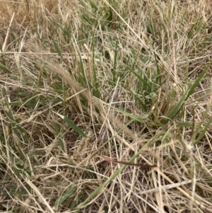 Nassella neesiana at Mount Majura - 20 Nov 2023