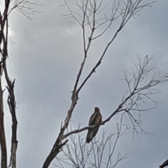 Lophoictinia isura (Square-tailed Kite) at Paddys River, ACT - 11 Nov 2023 by kristi.lee@act.gov.au