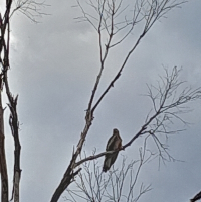 Lophoictinia isura (Square-tailed Kite) at Paddys River, ACT - 11 Nov 2023 by kristi.lee@act.gov.au