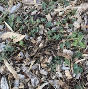 Glycine tabacina at Mount Majura - 17 Nov 2023 07:15 PM