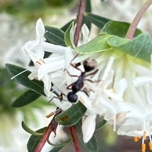 Camponotus suffusus at ANBG - 26 Sep 2023