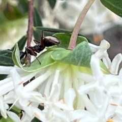 Camponotus suffusus at ANBG - 26 Sep 2023