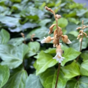 Gastrodia sesamoides at Reid, ACT - suppressed