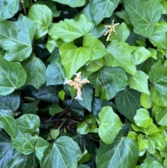 Gastrodia sesamoides at Reid, ACT - suppressed