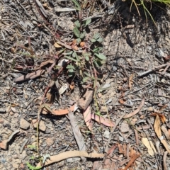 Grona varians (Slender Tick-Trefoil) at Little Taylor Grassland (LTG) - 17 Nov 2023 by galah681