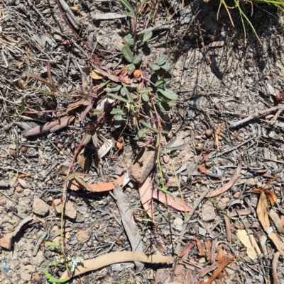 Grona varians (Slender Tick-Trefoil) at Kambah, ACT - 17 Nov 2023 by galah681