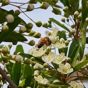 Apis mellifera at Isaacs Ridge NR (ICR) - 21 Oct 2023 10:48 AM