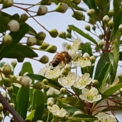 Apis mellifera (European honey bee) at Isaacs Ridge and Nearby - 20 Oct 2023 by Mike