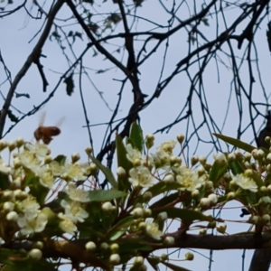 Apis mellifera at Isaacs Ridge NR (ICR) - 21 Oct 2023 10:48 AM