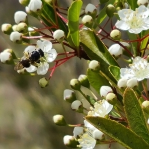 Apiformes (informal group) at Isaacs Ridge NR (ICR) - 21 Oct 2023