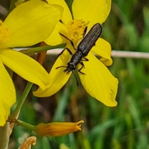 Eleale sp. (genus) at Undefined Area - 21 Oct 2023 10:34 AM