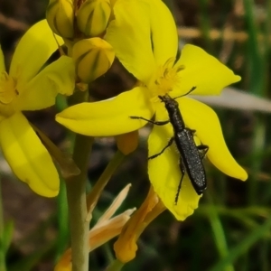 Eleale sp. (genus) at Isaacs Ridge NR (ICR) - 21 Oct 2023 10:34 AM