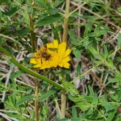 Apis mellifera (European honey bee) at Isaacs Ridge and Nearby - 20 Oct 2023 by Mike