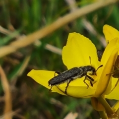 Eleale sp. (genus) (Clerid beetle) at Jerrabomberra, ACT - 20 Oct 2023 by Mike