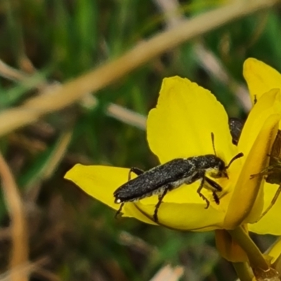Eleale sp. (genus) (Clerid beetle) at Isaacs Ridge NR (ICR) - 20 Oct 2023 by Mike