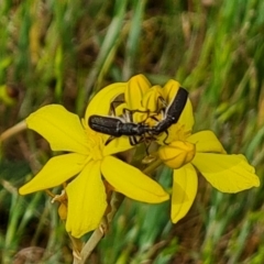 Eleale sp. (genus) at Undefined Area - 21 Oct 2023 10:14 AM