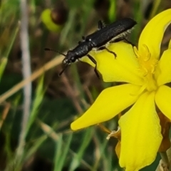 Eleale sp. (genus) at Undefined Area - 21 Oct 2023 10:14 AM