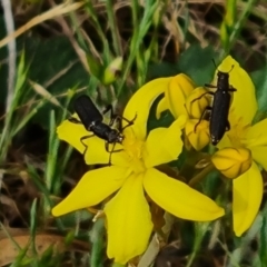 Eleale sp. (genus) at Isaacs Ridge NR (ICR) - 21 Oct 2023