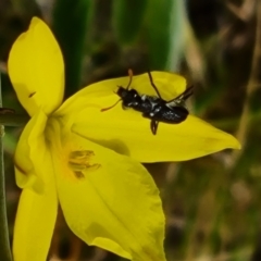 Eleale simplex (Clerid beetle) at Isaacs Ridge and Nearby - 20 Oct 2023 by Mike