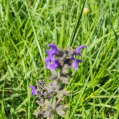 Salvia verbenaca var. verbenaca (Wild Sage) at Isaacs Ridge and Nearby - 20 Oct 2023 by Mike