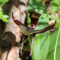 Chiloglottis sp. aff. jeanesii (Kybeyan Bird Orchid) at Rossi, NSW - 21 Nov 2023 by Csteele4