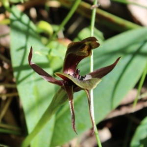 Chiloglottis sp. aff. jeanesii at suppressed - 21 Nov 2023