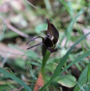 Chiloglottis sp. aff. jeanesii at suppressed - 21 Nov 2023