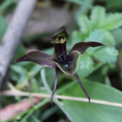 Chiloglottis sp. aff. jeanesii at suppressed - suppressed