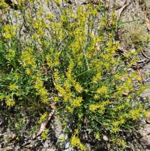 Pimelea curviflora at Little Taylor Grassland (LTG) - 18 Nov 2023