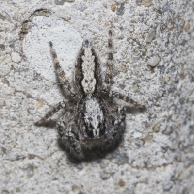 Clynotis severus (Stern Jumping Spider) at Higgins, ACT - 22 Dec 2022 by AlisonMilton