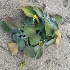 Arctotheca populifolia at Nadgee Nature Reserve - 16 Nov 2023