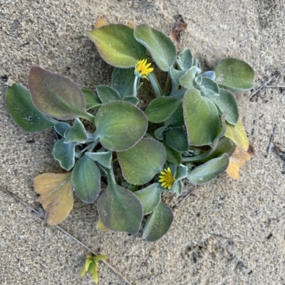 Arctotheca populifolia (Beach Daisy) at Nadgee, NSW - 16 Nov 2023 by Pirom