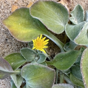 Arctotheca populifolia at Nadgee Nature Reserve - 16 Nov 2023 06:16 PM