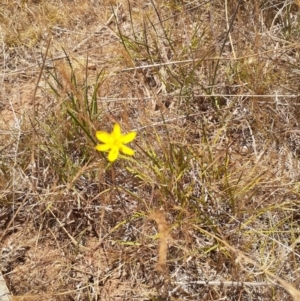 Tricoryne elatior at Ainslie Volcanics Grassland (AGQ) - 19 Nov 2023