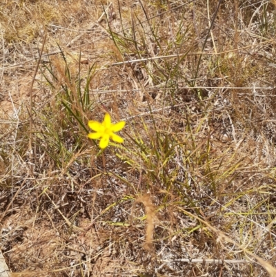 Tricoryne elatior (Yellow Rush Lily) at Ainslie, ACT - 19 Nov 2023 by annmhare