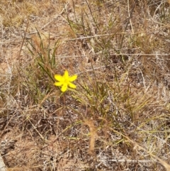 Tricoryne elatior (Yellow Rush Lily) at Ainslie Volcanics Grassland (AGQ) - 19 Nov 2023 by annmhare