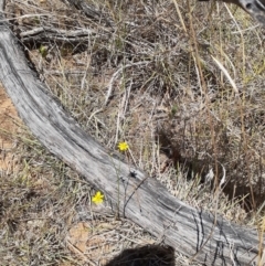 Tricoryne elatior at Ainslie Volcanics Grassland (AGQ) - 19 Nov 2023 12:28 PM