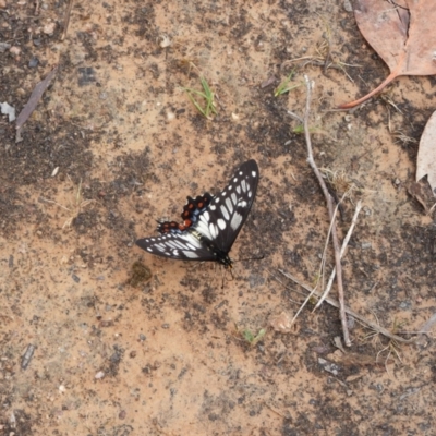 Papilio anactus (Dainty Swallowtail) at Tuggeranong, ACT - 21 Nov 2023 by MBLPerrins