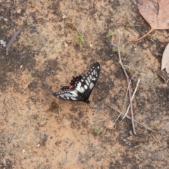 Papilio anactus (Dainty Swallowtail) at McQuoids Hill - 21 Nov 2023 by MBLPerrins