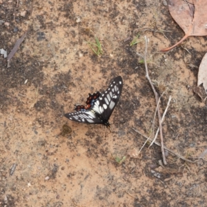 Papilio anactus at McQuoids Hill - 21 Nov 2023