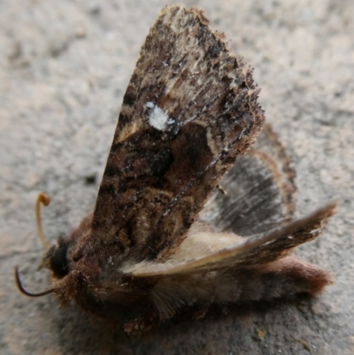 Neumichtis nigerrima (Black Turnip Moth) at Mongarlowe River - 20 Nov 2023 by arjay