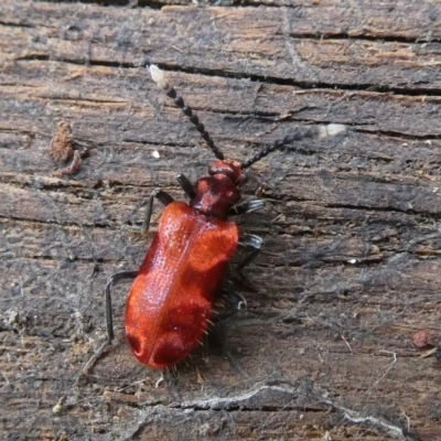 Lemodes coccinea (Scarlet ant beetle) at Charleys Forest, NSW - 16 Nov 2023 by arjay