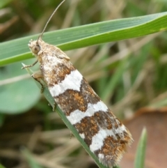 Subfurcatana subfurcatana (A Tortricid moth) at Charleys Forest, NSW - 16 Nov 2023 by arjay