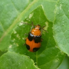 Aulacophora hilaris (Pumpkin Beetle) at Charleys Forest, NSW - 15 Nov 2023 by arjay