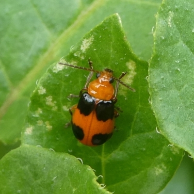 Aulacophora hilaris (Pumpkin Beetle) at Charleys Forest, NSW - 15 Nov 2023 by arjay